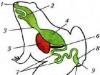 «Строение и деятельность систем внутренних органов земноводных» план-конспект урока по биологии (7 класс) на тему Таблица по биологии система строение функции лягушки