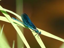 Красотка-девушка, или темнокрылая (Calopteryx virgo)